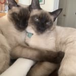 Vet RX to the rescue for two cats with asthma
