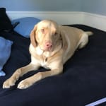 Duke loves it and our vet highly recommends this for our act