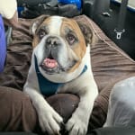 No Real Issues with this Product