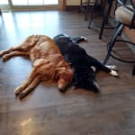 Works great for my dog!