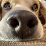 This medication helping my boy