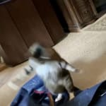 Nucky's inner-wildcat has been restored! Thanks,