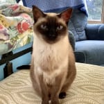 The best fluids for Chronic Kidney Disease