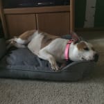 This medication improved my dog's quality of life!