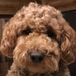 Great for preventing ear infections