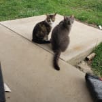 Works great my Cats r happy!