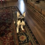 Trying this medication on my dog.