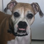 Keeps my old pups eyes clear