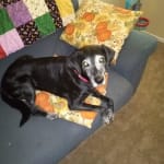 This medication has helped my dog.