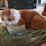 My Noel is back at last.