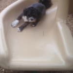 This medication has helped saved my pets eyesight.