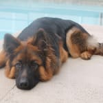 Flee and Tick protection made easy