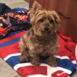 This probiotic has helped my dogs digestive system