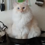 Best Probiotic from the Best Pharmacy