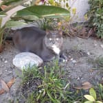Lactulose powder for cats outlet
