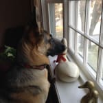 This medication helped my pet.