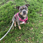 Will Use for My Pup's Life