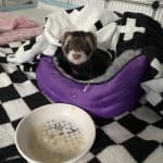 Ferrets favorite