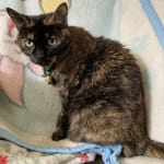 The needles don't leave big holes