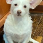 This medicine definitely helped my dog's heart murmur