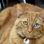Viralys gel for hot sale cats