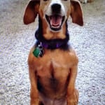 Collagile has changes my dog's life!