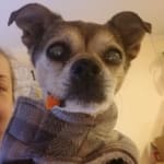 My Blind dog gets these eye drops to keep her eyes moist.