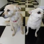 i've been giving these to my almost 13 year old chihuahua...