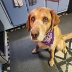 Helpful for a Senior Lab's Arthritis