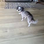 3 month flea meds