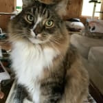 B12 drops for this guy