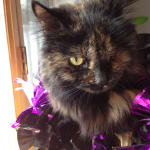 Better service and price than my vet