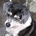 Some old dogs just need their meds.