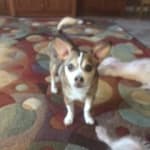 This medication helps my pet