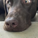 Great shampoo for itchy pup!