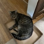 Only thing I can use to give my Teewee(cat) her daily meds!