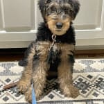 Great Product for GI Tract