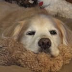 Best probiotic on the market