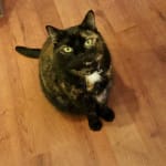 Perfect Solution for my cat!