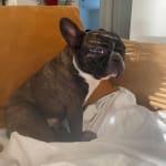 Medication helps his glaucoma