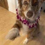Medication for my Australia Shepherd