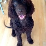 Product is for ear cleaning, works well.