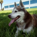 This medication worked wonder for my dogs eye condition