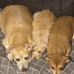 VetRx: simple, mail, least expensive