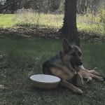 This is what the vet uses