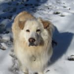 He will stay on Visbiome to help his digestion.