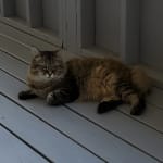 This med has helped my pet Tom