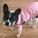Excellent Resource For Pet Meds