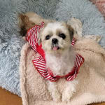 This helps my Shih Tzu with pancreas.