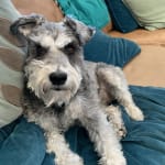 Helps with sensitive stomach issues.